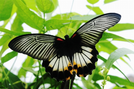 Foto Natureza asa branco flor