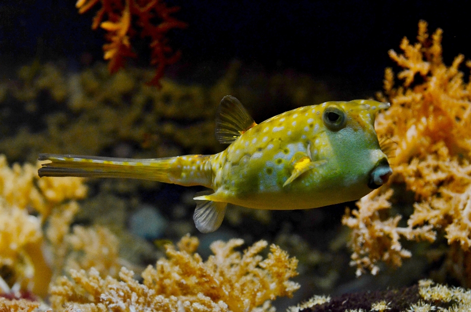 Mar animais selvagens embaixo da agua tropical