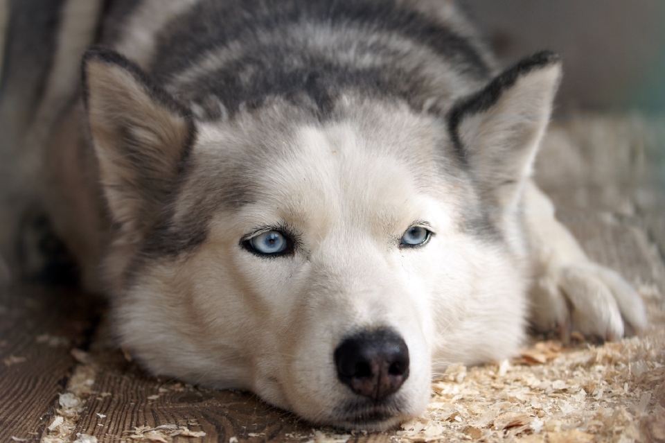 Floor dog canine looking