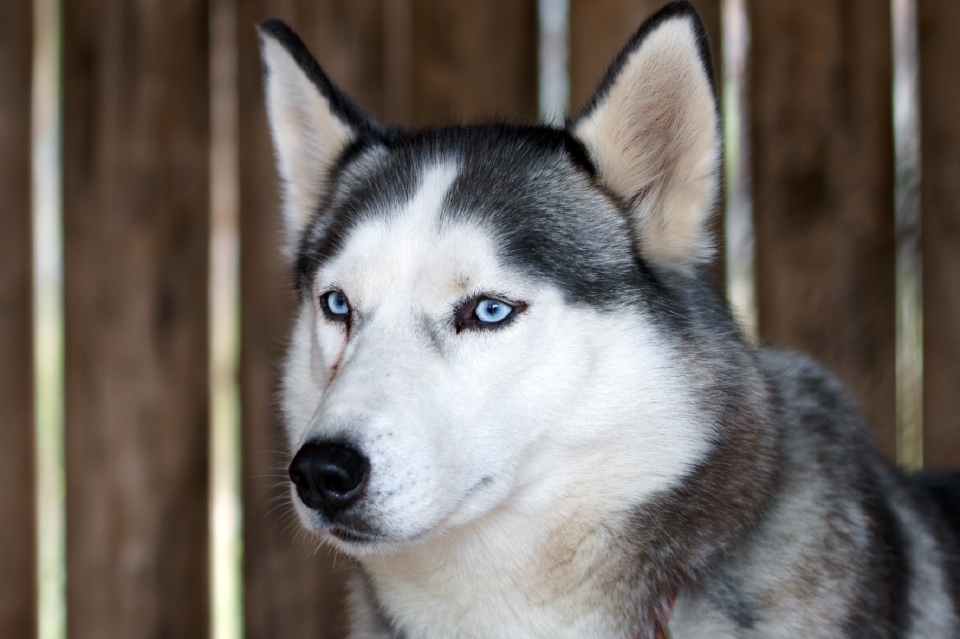 Hund eckzahn
 suchen fell