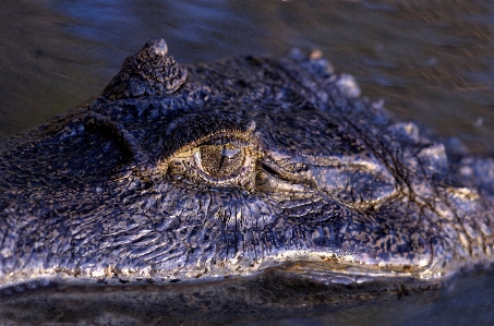 Foto Palude
 animale animali selvatici rettile