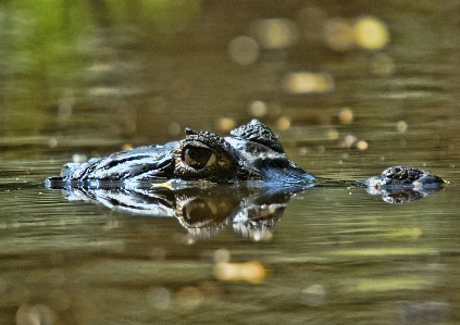 Foto Acqua natura palude
 animale