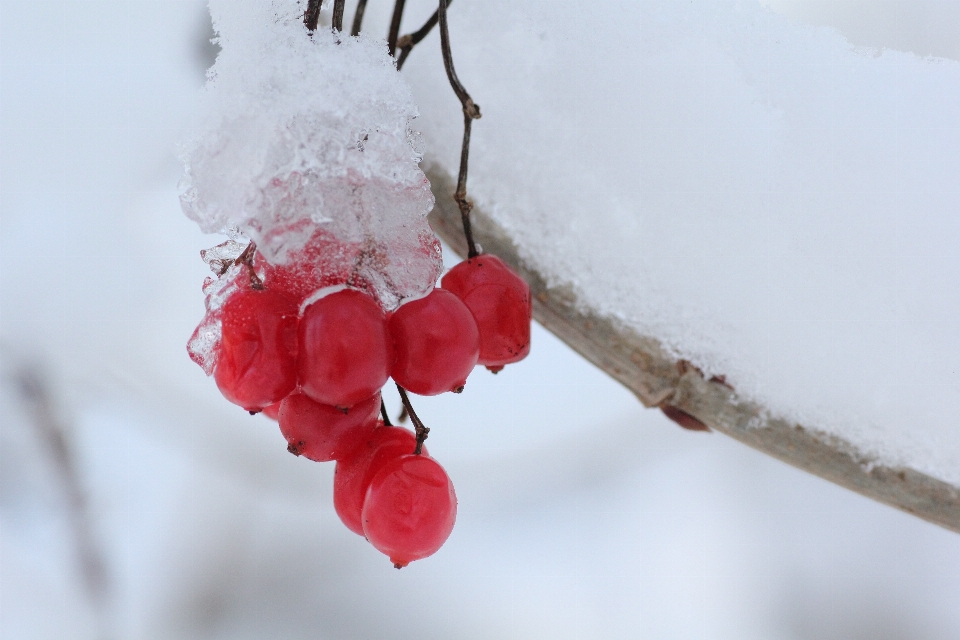 Naturaleza rama florecer nieve