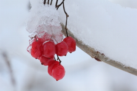 Photo Nature bifurquer fleurir neige