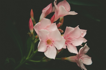 Blossom plant photography flower Photo