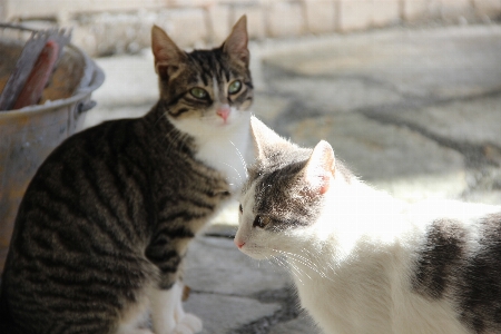 Foto Anak kucing mamalia fauna