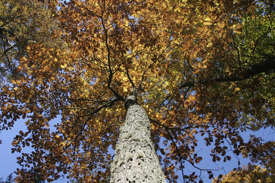 árvore natureza floresta filial