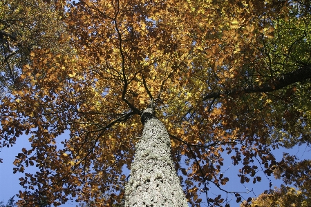 Foto Pohon alam hutan cabang