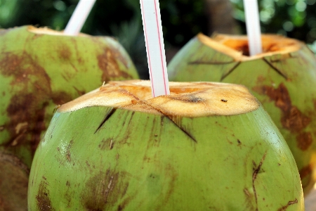 Apple plant fruit food Photo