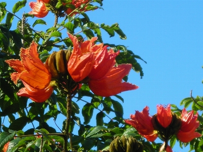 Tree plant flower rose Photo