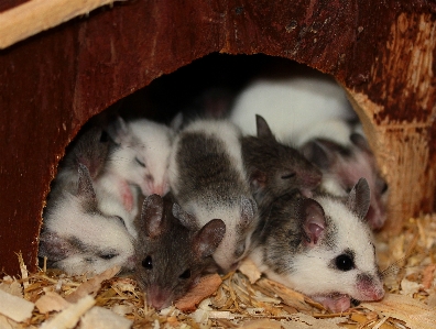 甘い ねずみ 動物 かわいい 写真