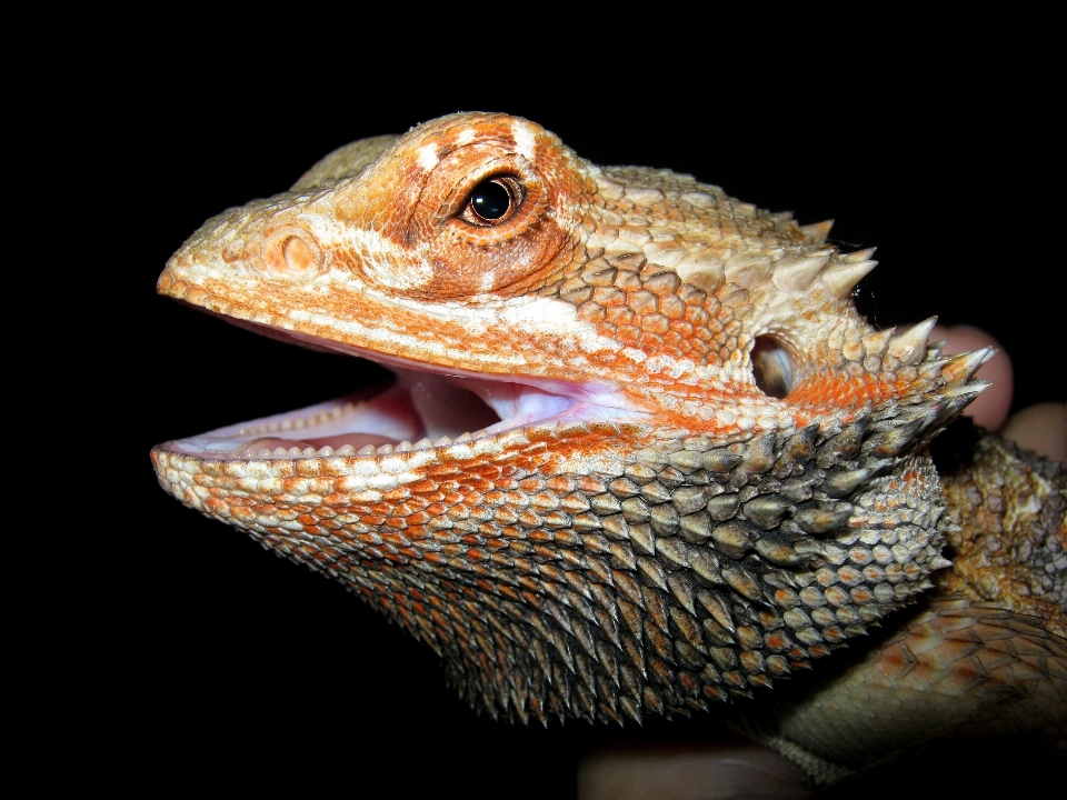 Orange portrait tropical reptile