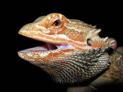 Orange portrait tropical reptile Photo