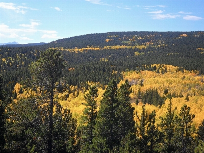 Landscape tree nature forest Photo