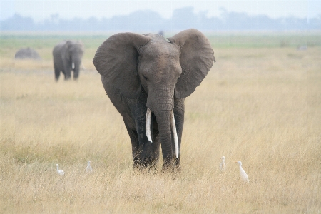 Prairie adventure wildlife herd Photo