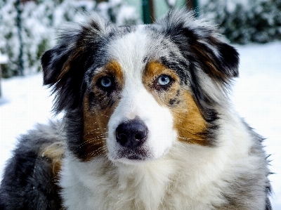 Foto Salju anjing collie
 peliharaan