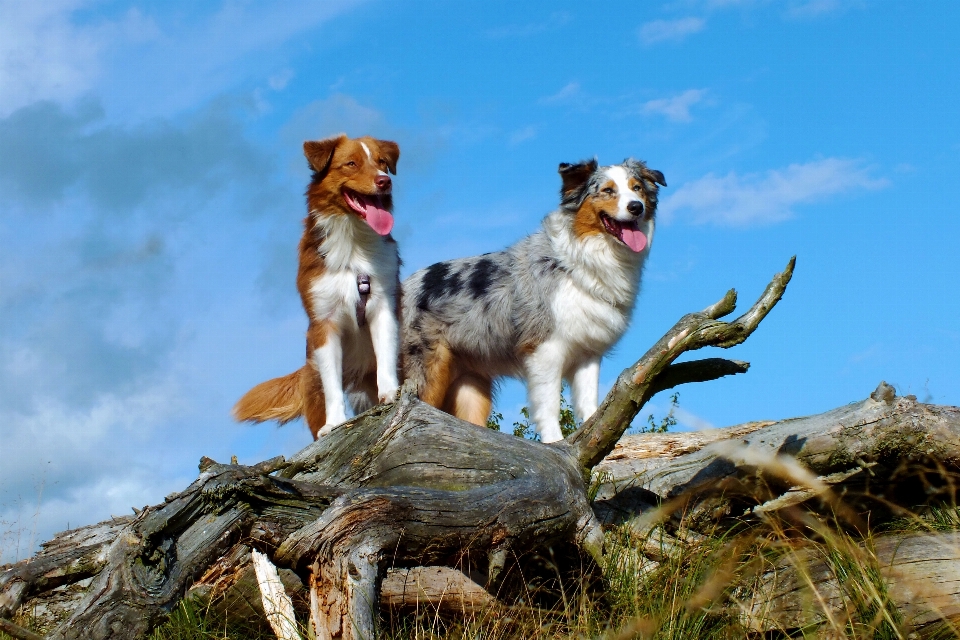 Natureza cachorro de pé bicho estimação