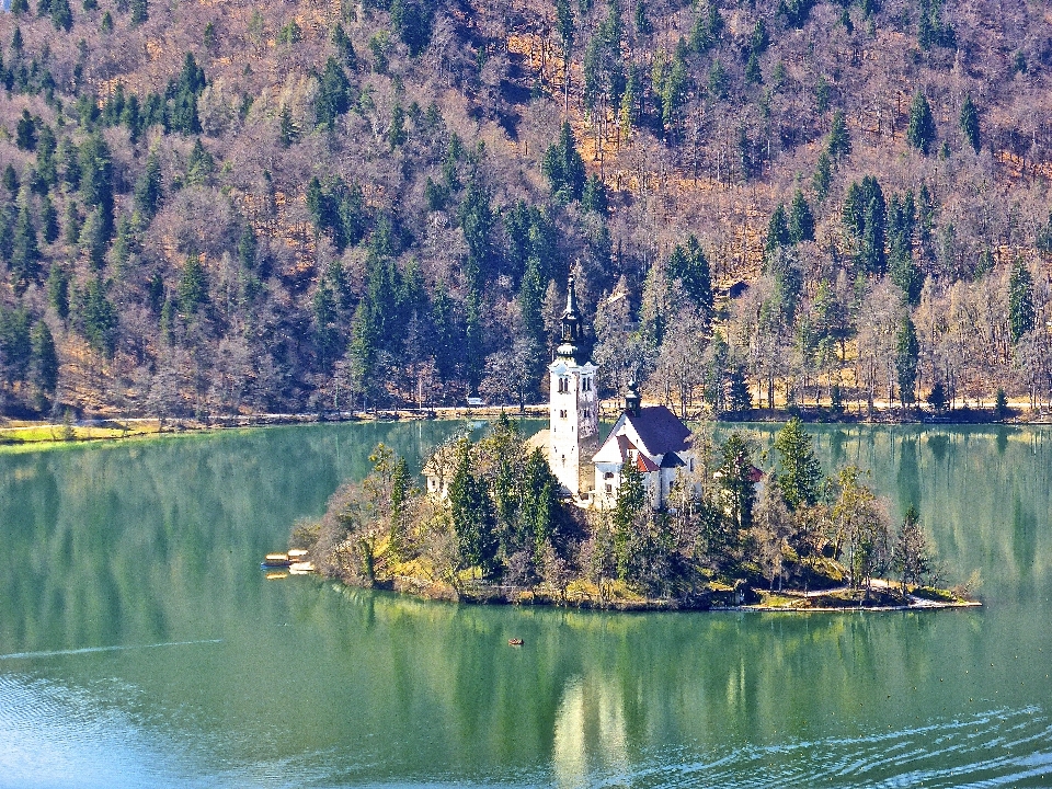 Albero acqua natura selvaggia
