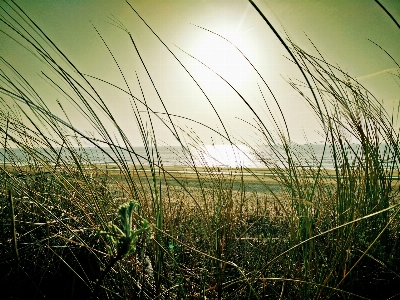 Beach landscape sea tree Photo