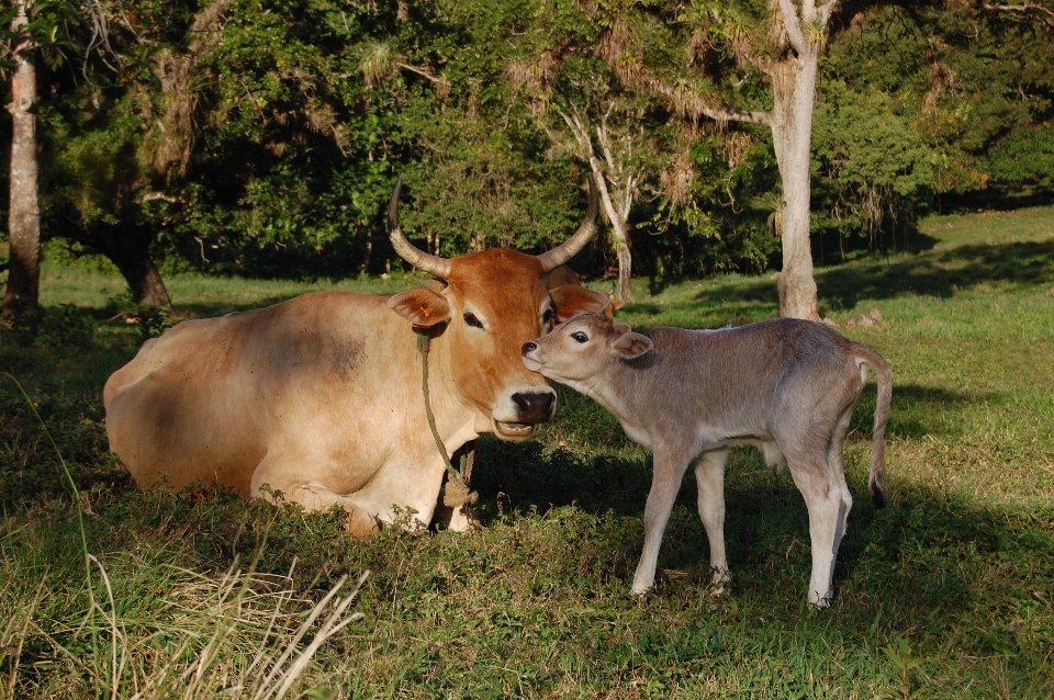 Animais selvagens cervo pasto
 pastando
