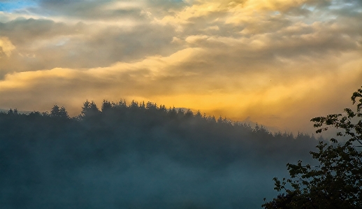 Landscape tree nature forest Photo