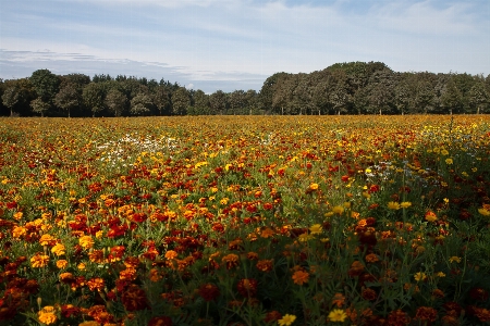 Nature blossom plant field Photo