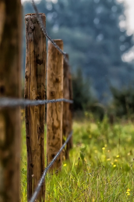 Albero natura foresta erba