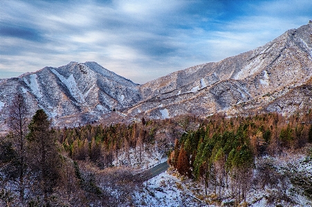 Landscape tree nature forest Photo