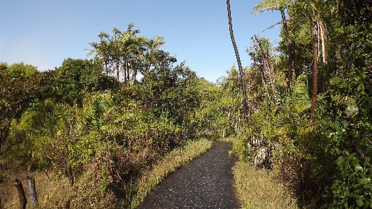 Tree nature forest outdoor Photo