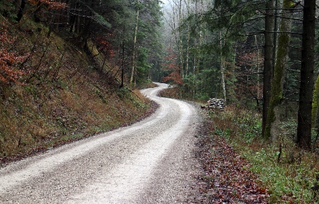 Tree nature forest wilderness Photo