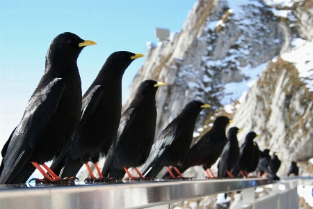 Photo Nature oiseau aile le bec