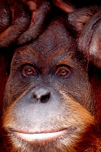 View animal wildlife zoo Photo