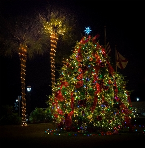 Tree winter glowing night Photo