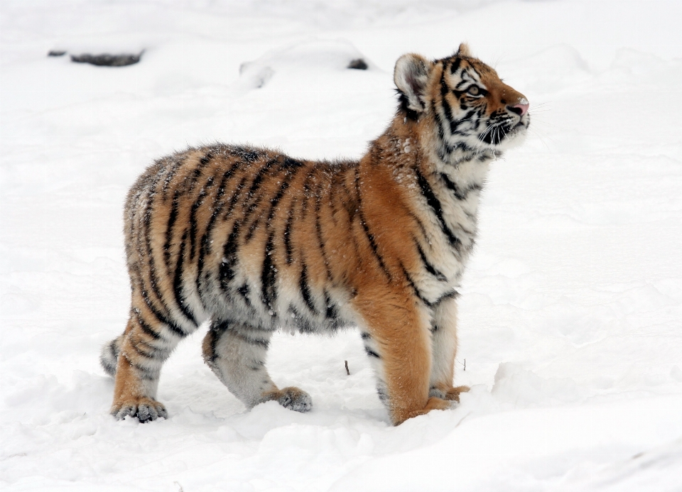 Natureza neve inverno olhando