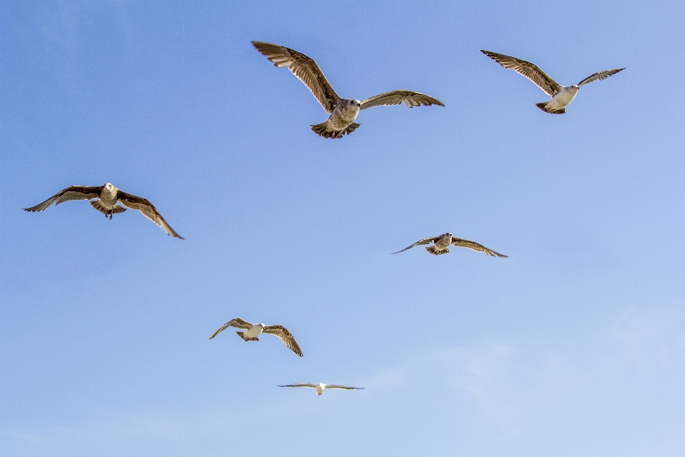 Pájaro ala ave marina
 volar