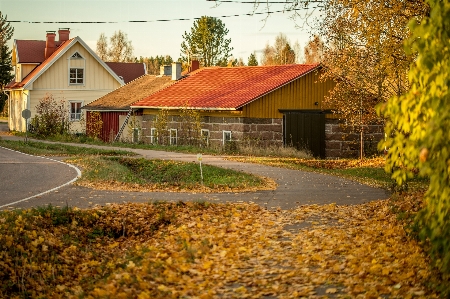 風景 木 農場 芝生 写真