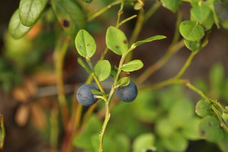 Branch plant fruit berry Photo