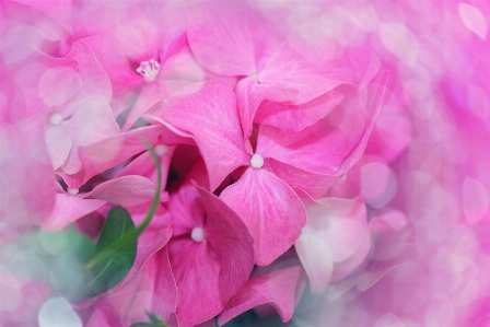 Nature blossom bokeh plant Photo