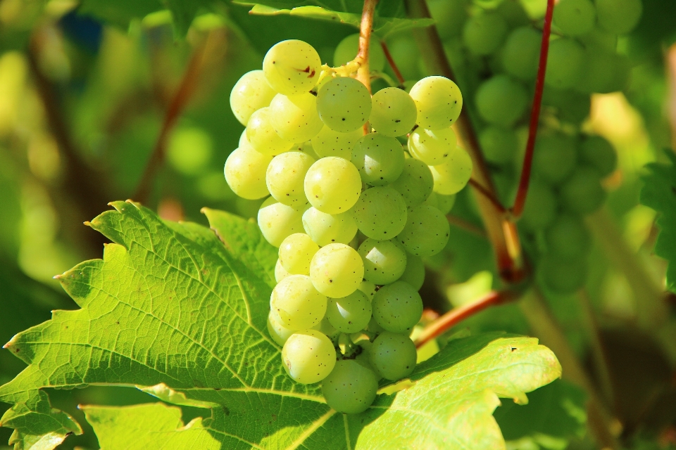 Tree plant grape fruit