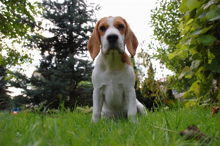 Welpe hund tier säugetier Foto