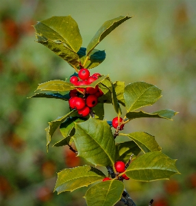 Tree nature branch plant Photo