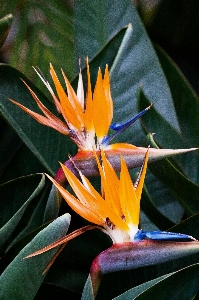 Nature plant leaf flower Photo