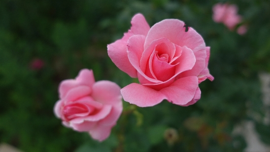 Photo Nature fleurir usine fleur