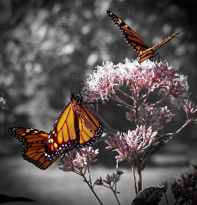 Branch plant flower insect Photo