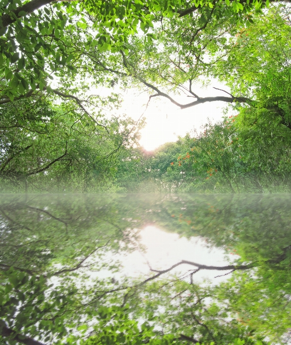 Landscape tree water nature