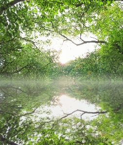 Landscape tree water nature Photo