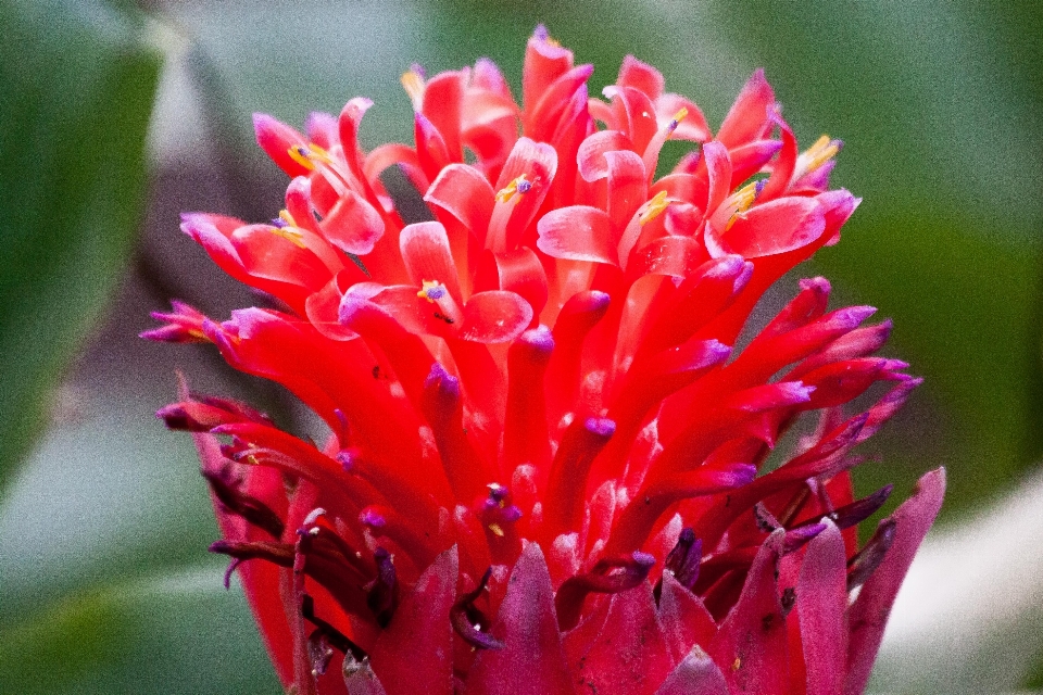 Natur blüte anlage fotografie