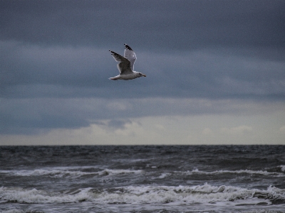 Beach sea coast nature Photo