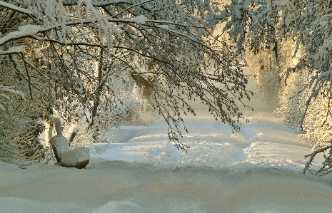 Tree nature branch snow Photo