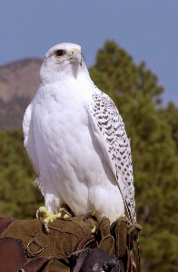 自然 鳥 羽 野生動物 写真